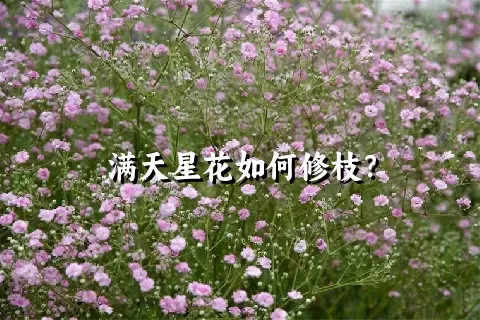 满天星花如何修枝？