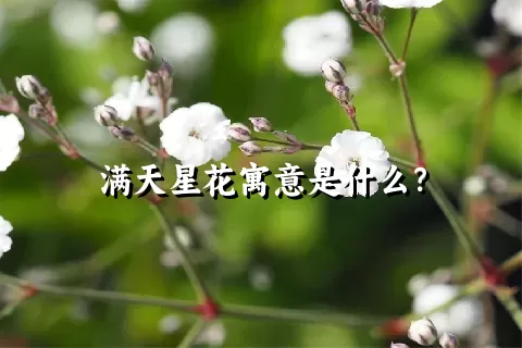 满天星花寓意是什么？