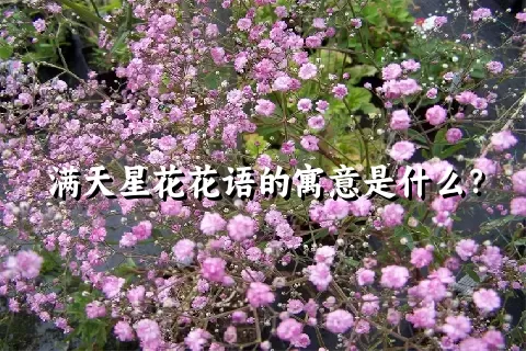 满天星花花语的寓意是什么？