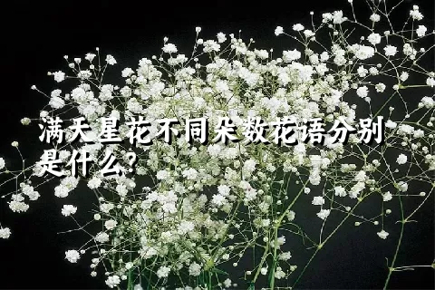 满天星花不同朵数花语分别是什么？