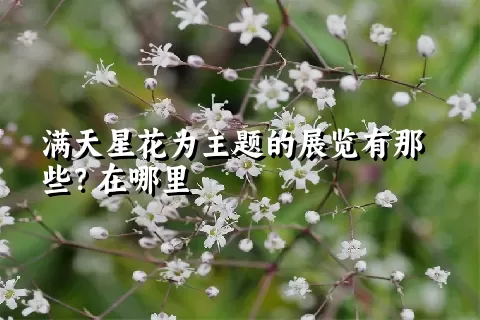 满天星花为主题的展览有那些？在哪里