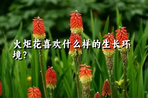 火炬花喜欢什么样的生长环境？