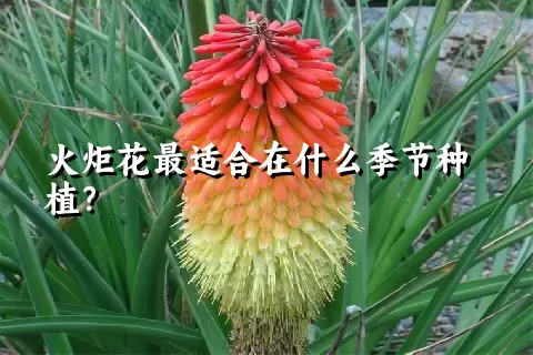 火炬花最适合在什么季节种植？