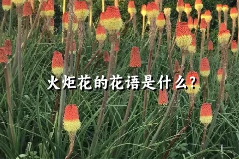 火炬花的花语是什么？