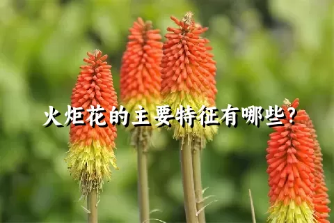 火炬花的主要特征有哪些？