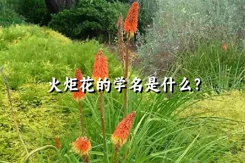 火炬花的学名是什么？