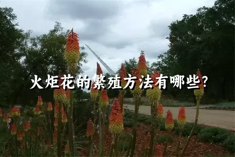 火炬花的繁殖方法有哪些？