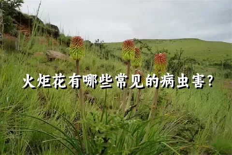 火炬花有哪些常见的病虫害？