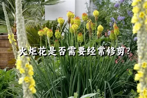 火炬花是否需要经常修剪？