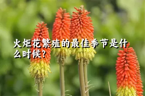 火炬花繁殖的最佳季节是什么时候？