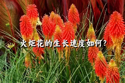 火炬花的生长速度如何？