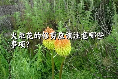 火炬花的修剪应该注意哪些事项？