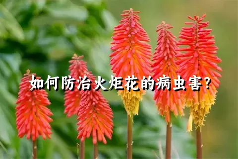 如何防治火炬花的病虫害？