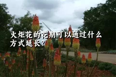 火炬花的花期可以通过什么方式延长？