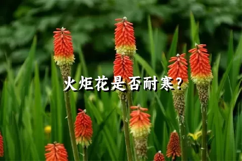 火炬花是否耐寒？