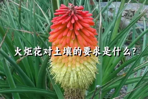 火炬花对土壤的要求是什么？