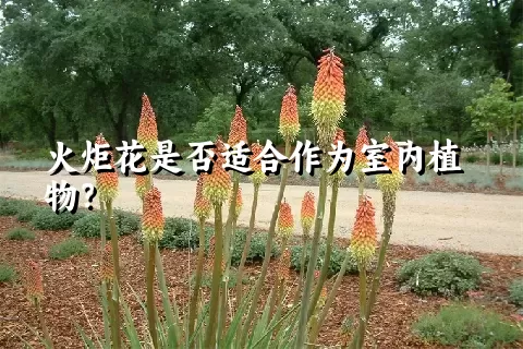 火炬花是否适合作为室内植物？