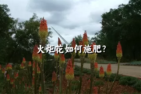 火炬花如何施肥？