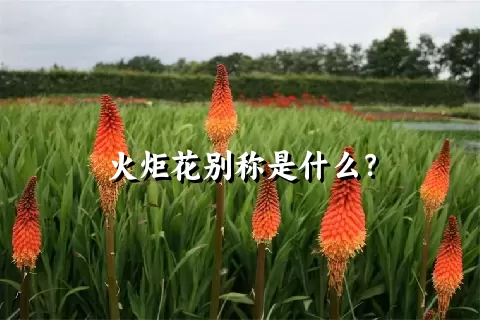 火炬花别称是什么？