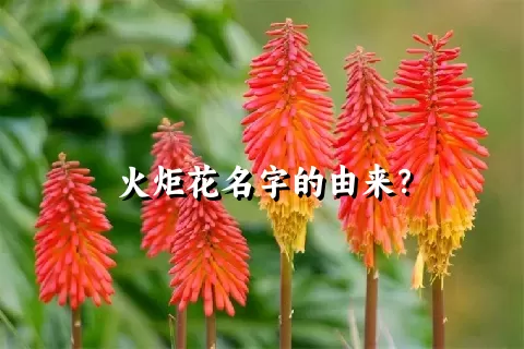 火炬花名字的由来？