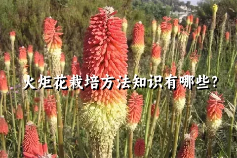 火炬花栽培方法知识有哪些？