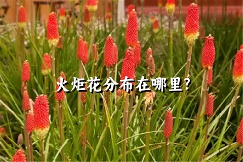 火炬花分布在哪里?