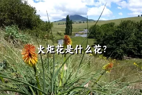 火炬花是什么花？