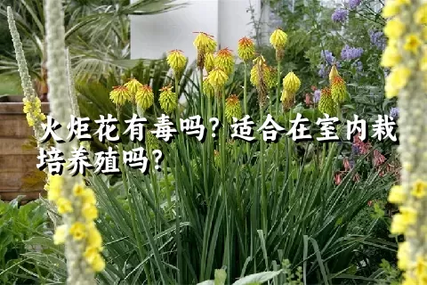 火炬花有毒吗？适合在室内栽培养殖吗？