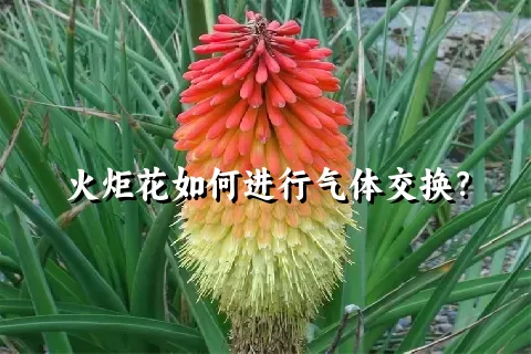 火炬花如何进行气体交换？