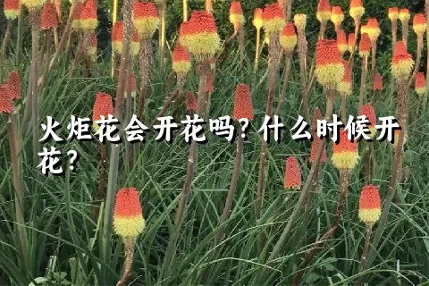 火炬花会开花吗？什么时候开花？