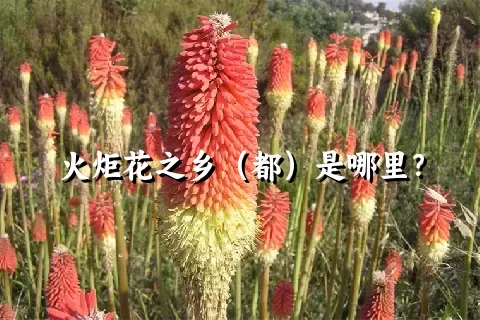 火炬花之乡（都）是哪里？