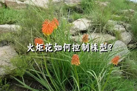 火炬花如何控制株型？