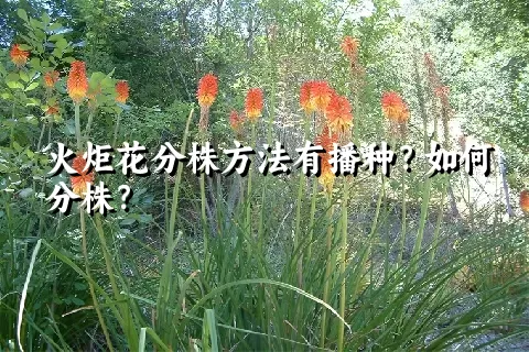 火炬花分株方法有播种？如何分株？