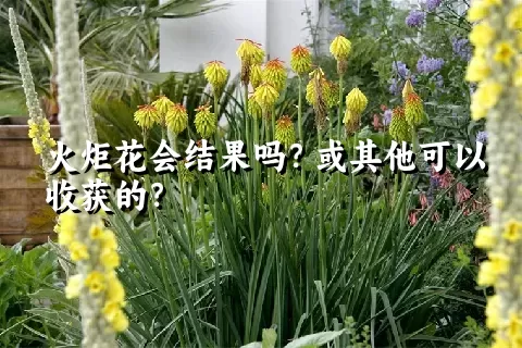 火炬花会结果吗？或其他可以收获的？