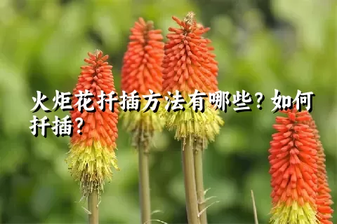 火炬花扦插方法有哪些？如何扦插？