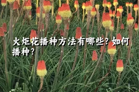 火炬花播种方法有哪些？如何播种？