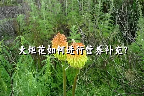 火炬花如何进行营养补充？