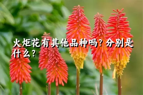 火炬花有其他品种吗？分别是什么？