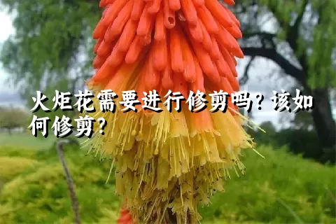 火炬花需要进行修剪吗？该如何修剪？