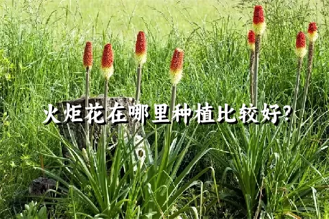 火炬花在哪里种植比较好？