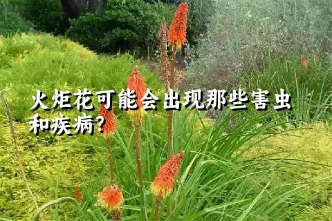 火炬花可能会出现那些害虫和疾病？