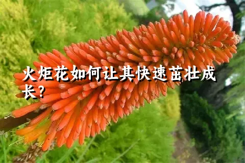 火炬花如何让其快速茁壮成长？