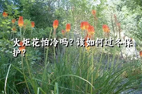 火炬花怕冷吗？该如何过冬保护？