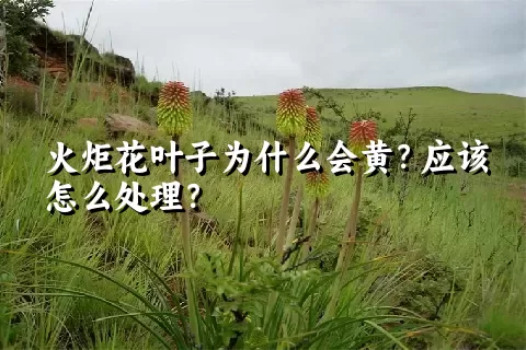 火炬花叶子为什么会黄？应该怎么处理？