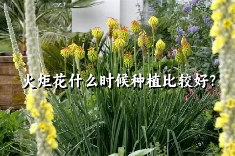 火炬花什么时候种植比较好？