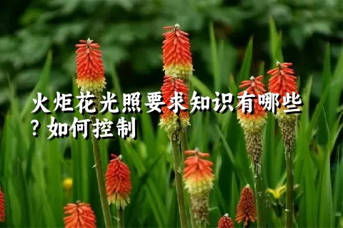 火炬花光照要求知识有哪些？如何控制