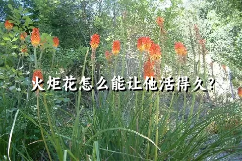 火炬花怎么能让他活得久？