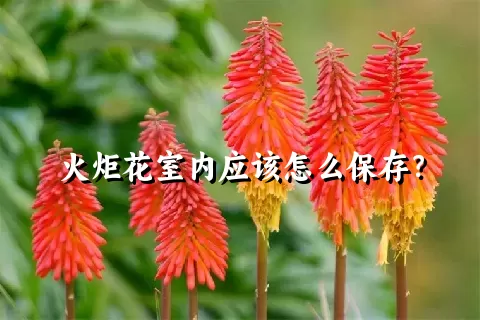 火炬花室内应该怎么保存？