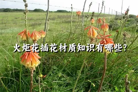 火炬花插花材质知识有哪些？