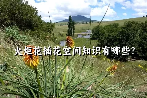 火炬花插花空间知识有哪些？